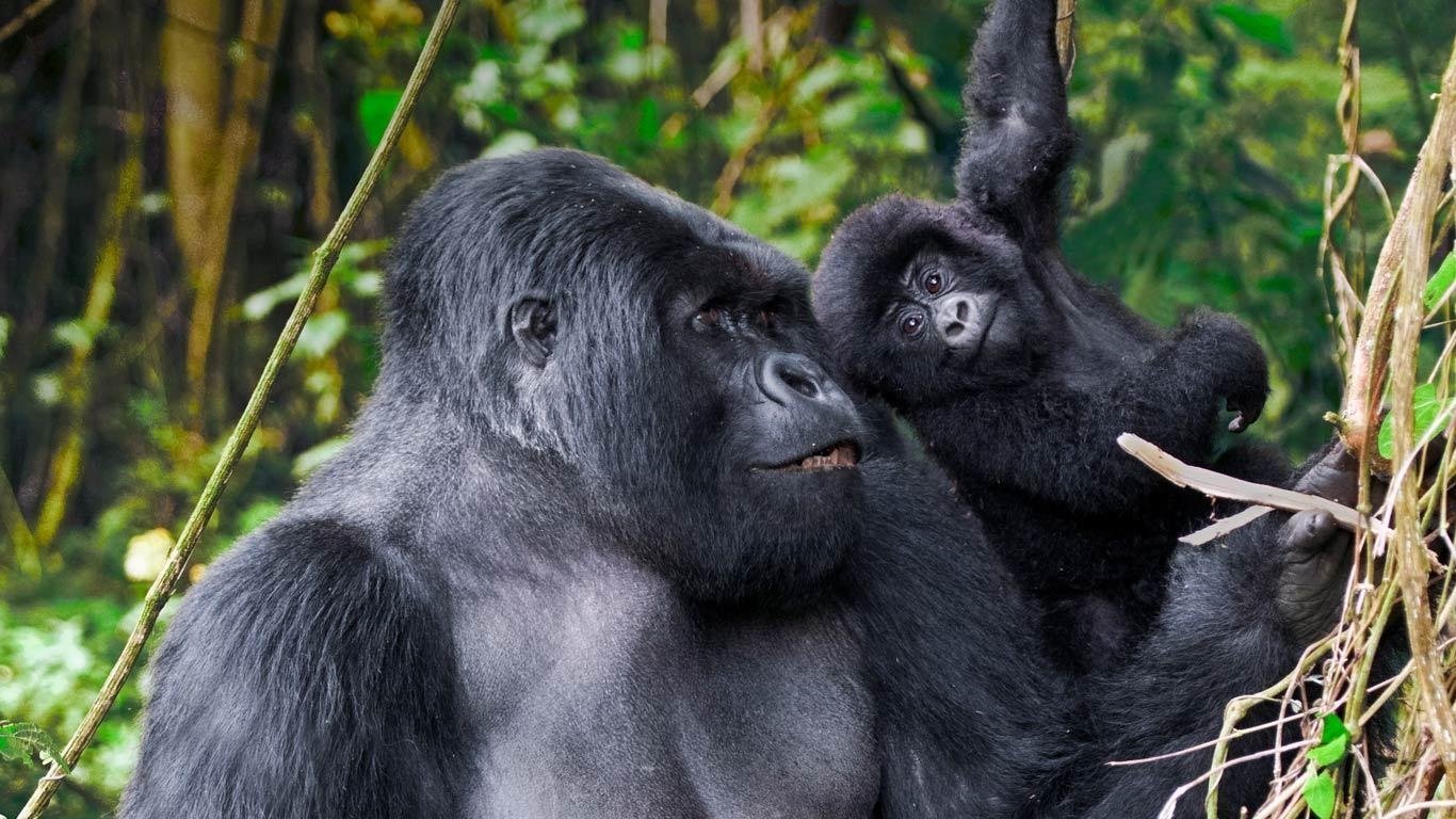 African Safari - gorillas family