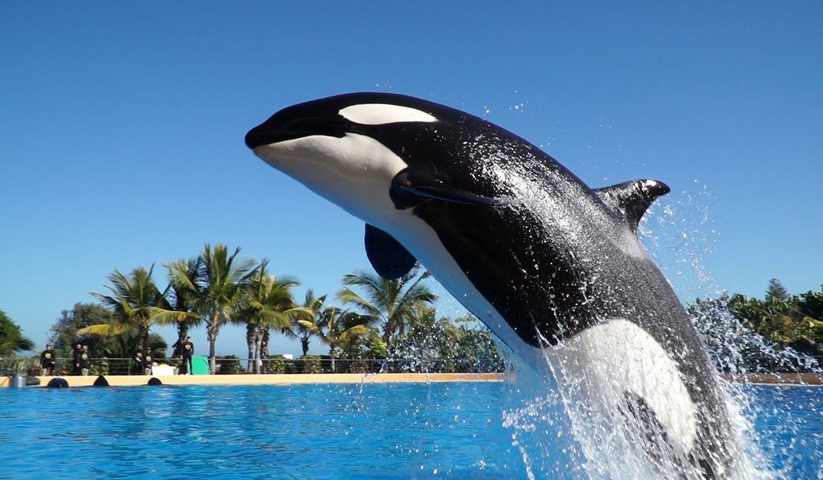 What to do in Tenerife - Loro Parque