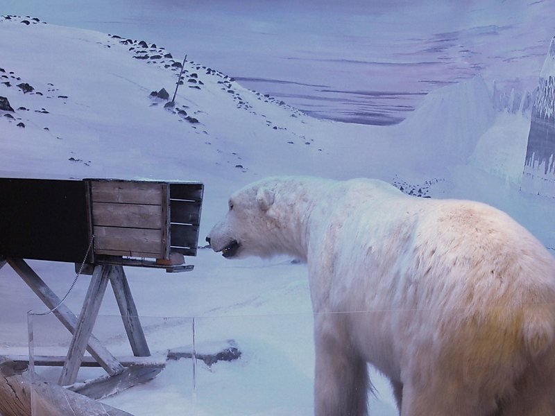 Things to do in Norway - Polar Museum