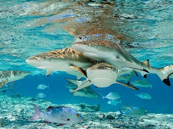 Things to do in Portugal - Oceonario de Lisboa