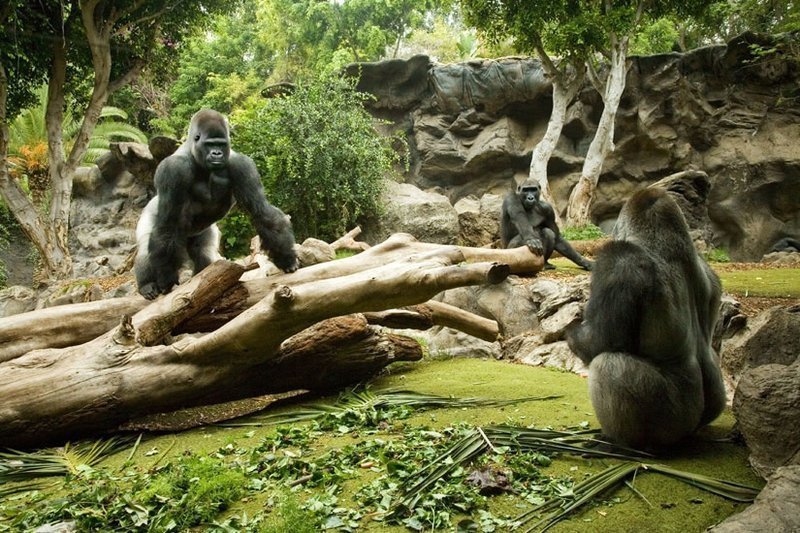 Loro Parque Tenerife animals