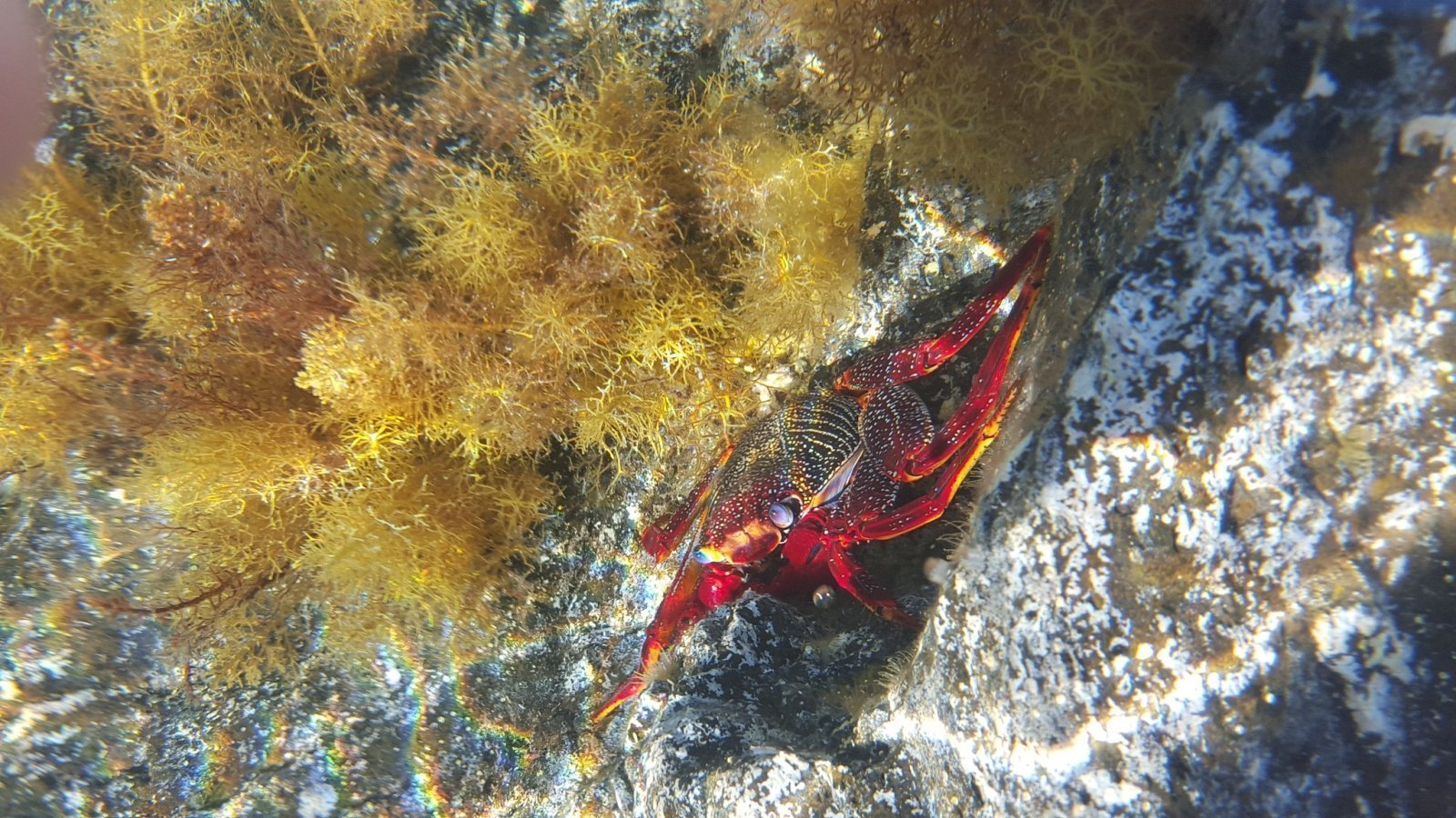Red crab in the tidal pool nearby Palm Mar