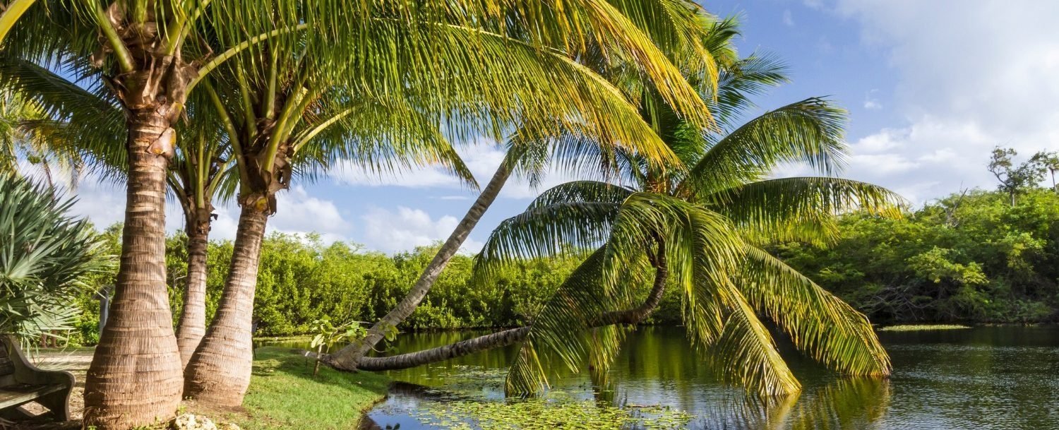 Things to do in the Cayman Islands - Botanical Park