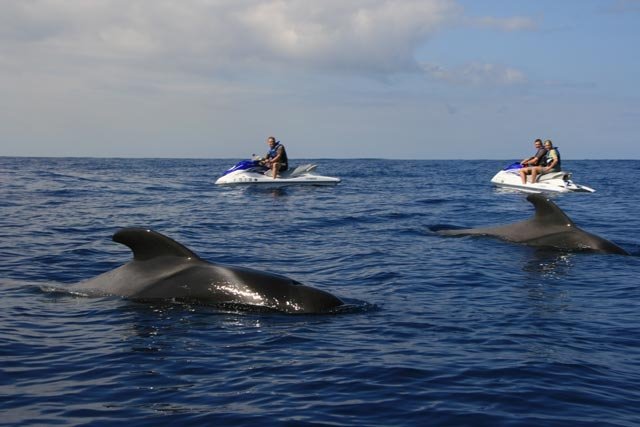 Jet Ski in Tenerife - dolphin watching