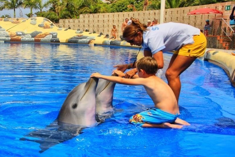 Theme Parks in Tenerife - dolphins in Aqualand
