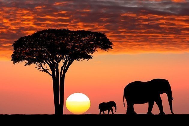 African Safari - sunset