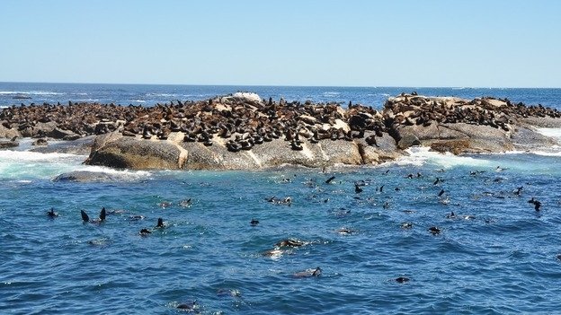 Things to do in Cape Town - Seal Island