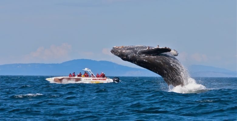 Things to do in Cape Town - whale watching