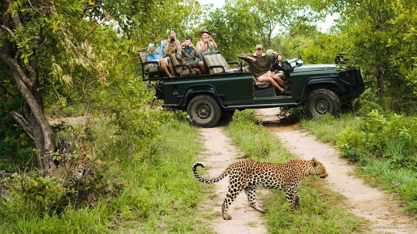 African Safari - cheetah