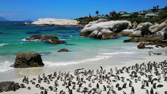Things to do in Cape Town - penguin colony