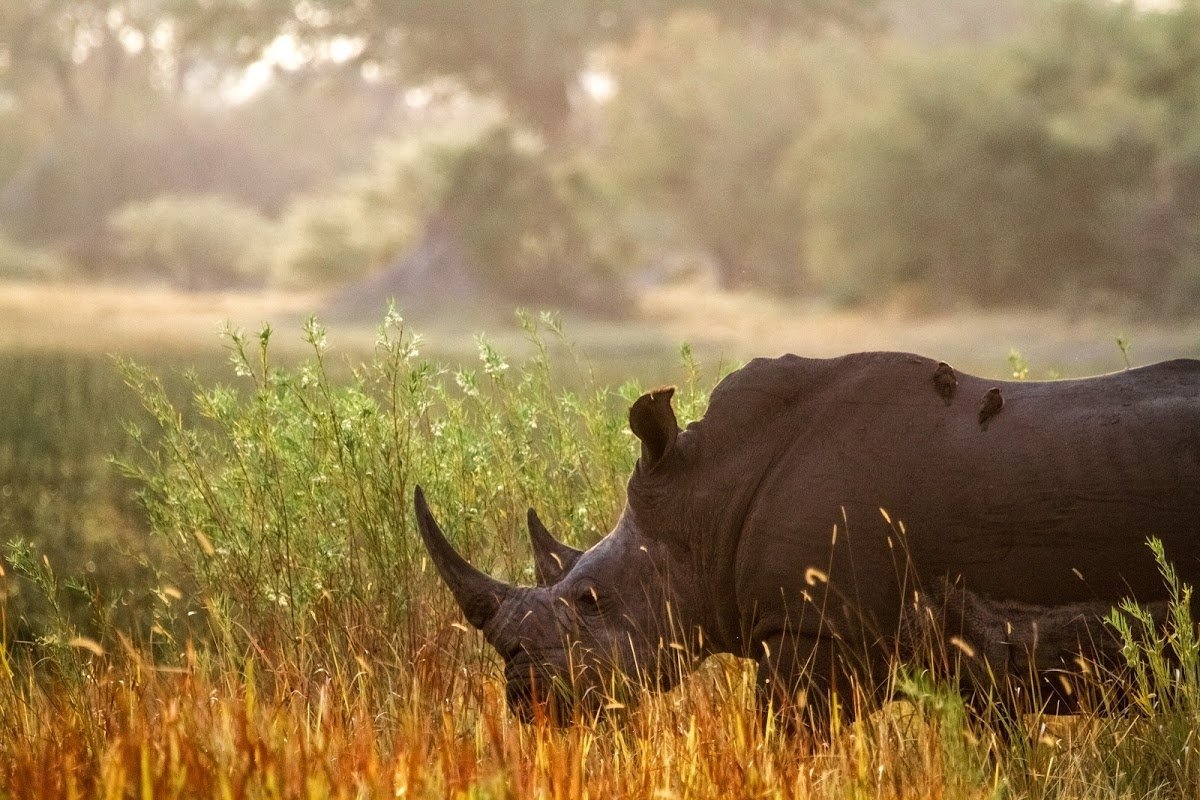 African Safari - rhino