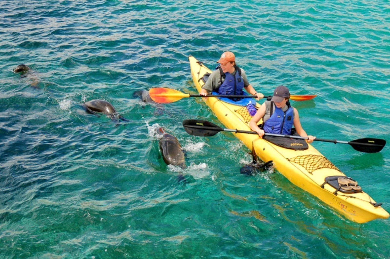 Things to do in Galapagos - Sea Kayaking