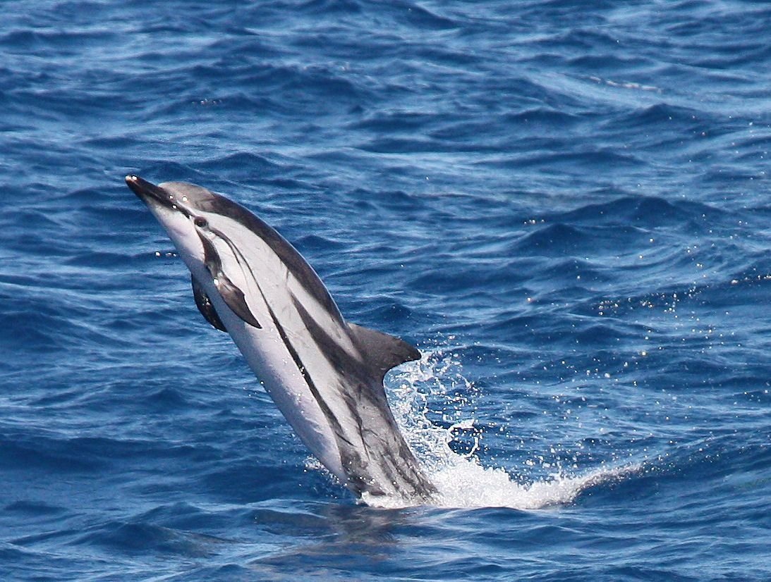 Striped dolphin on the whale watching in Tenerife
