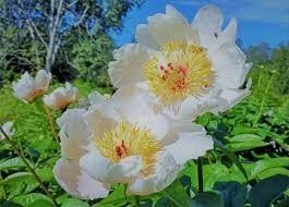 Things to do in Norway - Arctic Alpine Botanical Garden