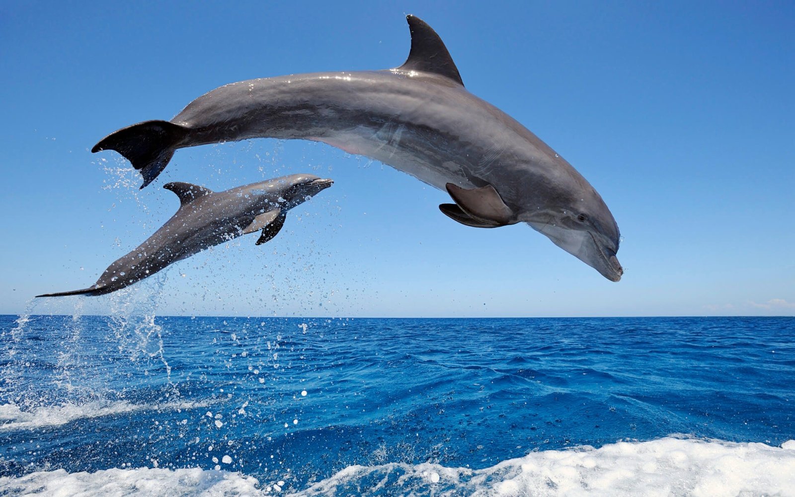 Bottlenose dolphins jumping on the whale watching Tenerife