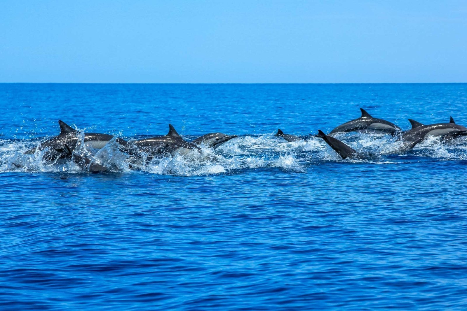Things to do in Gran Canaria - dolphin watching