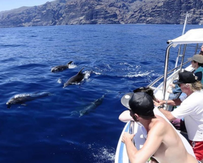 Whale watching Tenerife - pilot whale