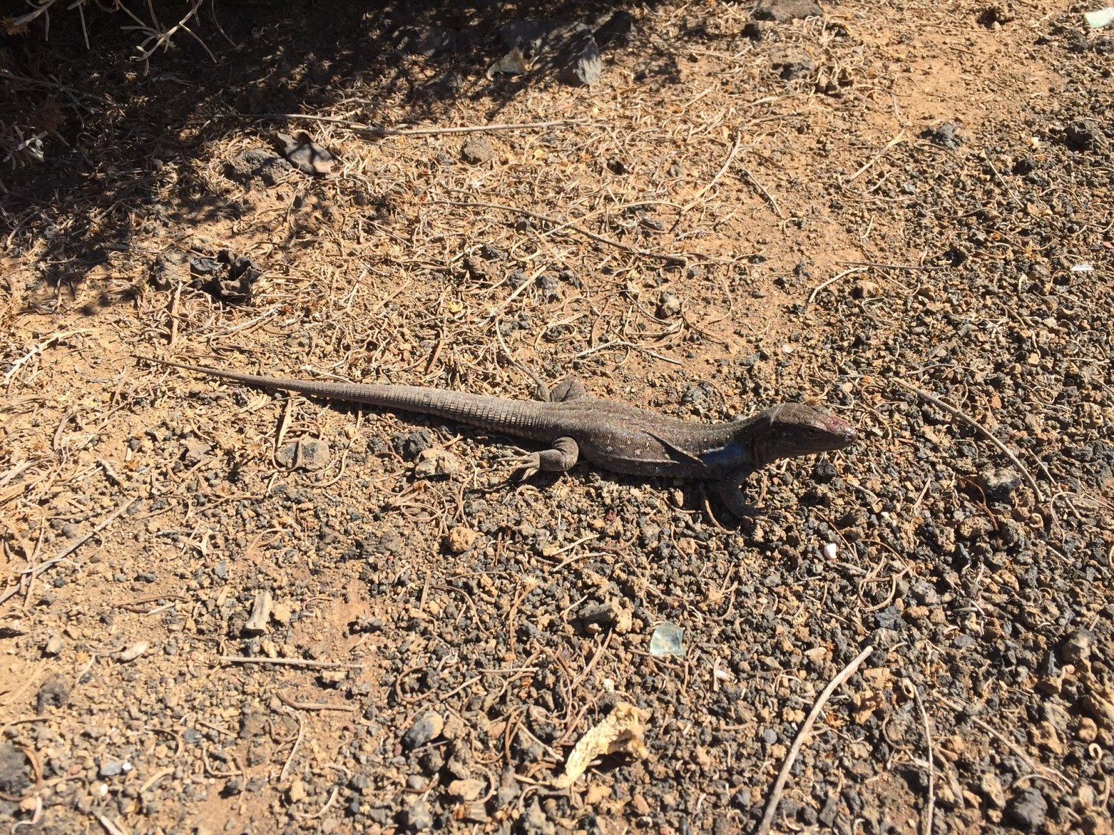 Lizard in Malpais de La Rasca