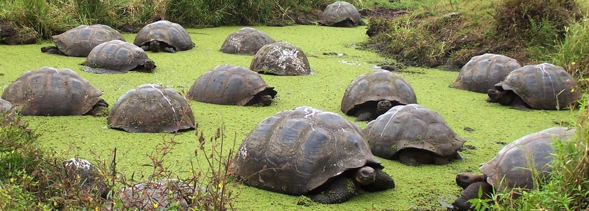 Galapagos wildlife gives you unforgettable experience!