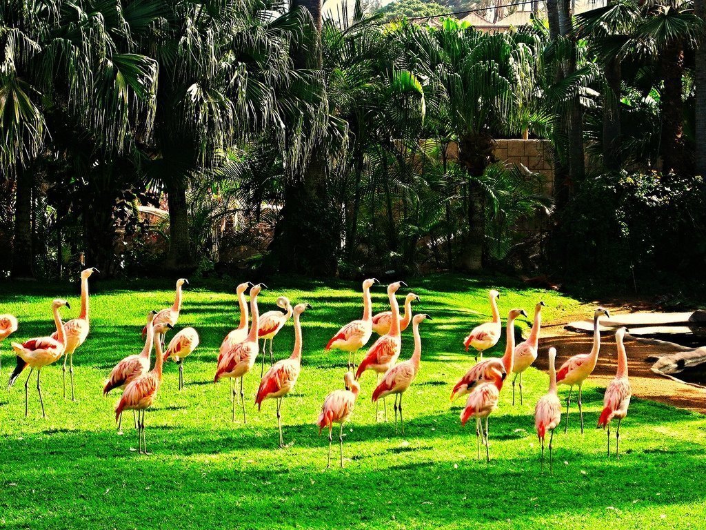 Theme Parks in Tenerife - flamingo