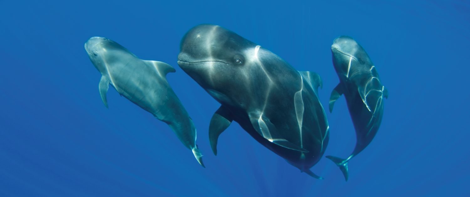 See pilot whales along the Whale watching Tenerife