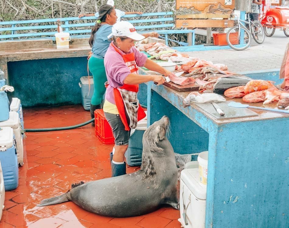 Things to do in Ecuador - fish market in Puerto Ayora.
