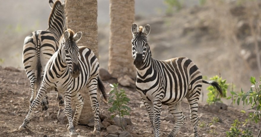 Fuerteventura things to do - Oasis Wildlife