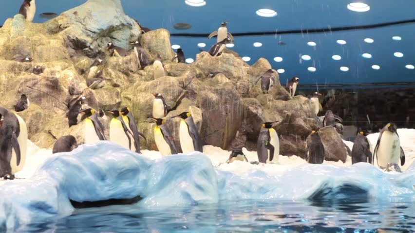 Loro Parque Tenerife - Planet Penguin