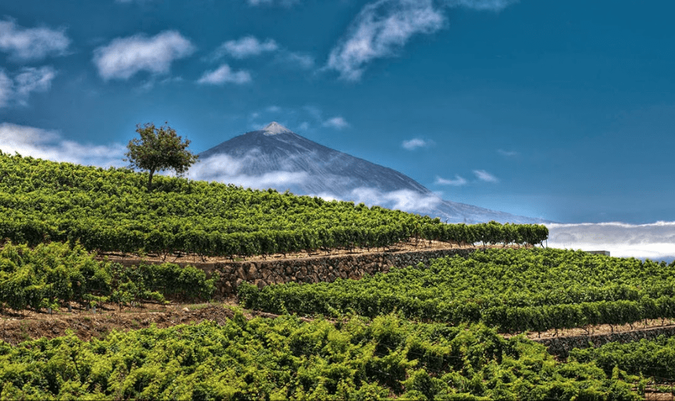 Wine tours Tenerife.