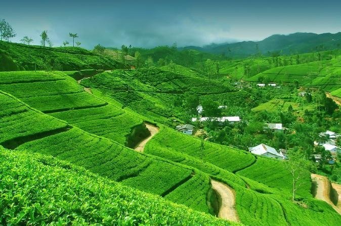 Things to do in Sri Lanka - tea plantations