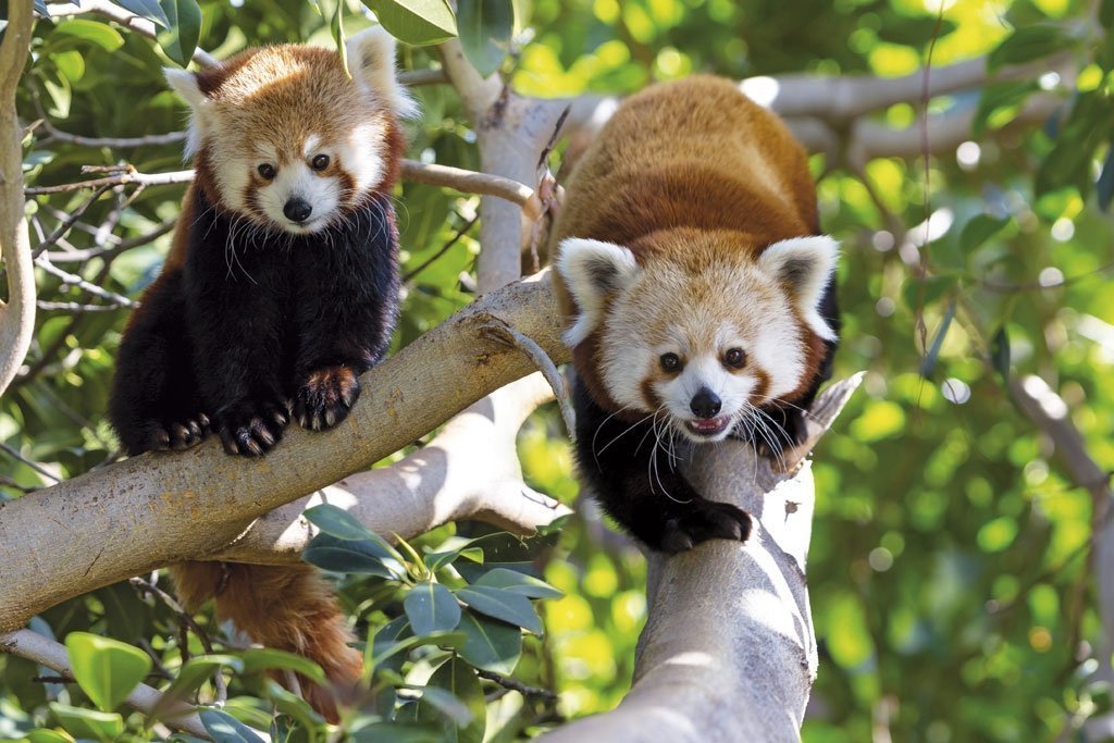 Loro Parque Tenerife - red pandas