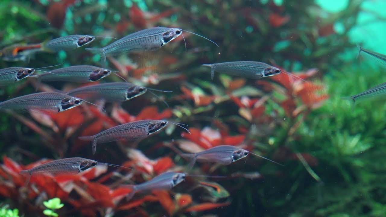 Loro Parque Tenerife - Zen Garden