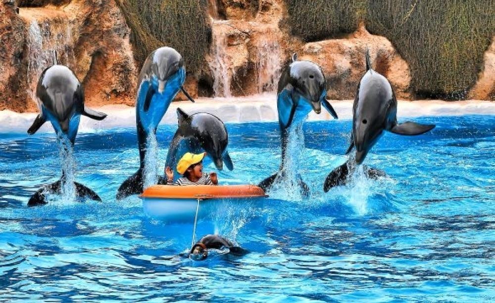 Loro Parque Tenerife - Dolphinarium
