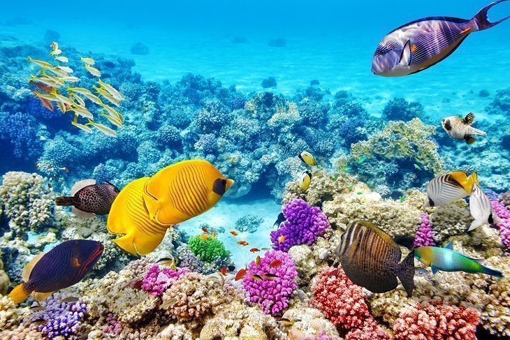Great Barrier Reef snorkeling