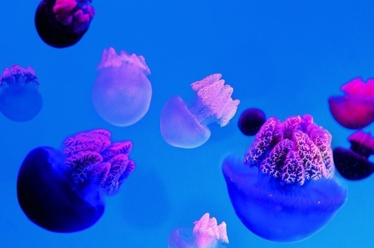 Loro Parque Tenerife - AquaViva