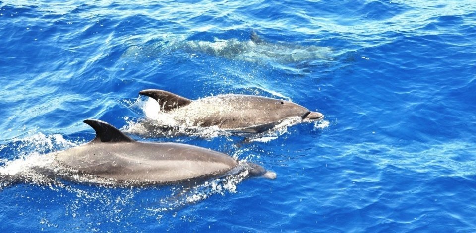 Whale and Dolphin watching - Things to Do in Costa Adeje