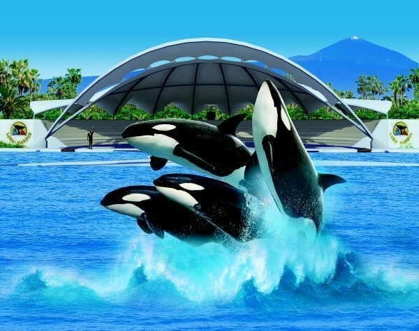 Loro Parque Tenerife - Orca Ocean