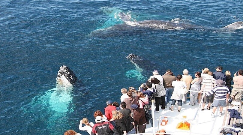 Things to do in Sri Lanka - Whale Watching
