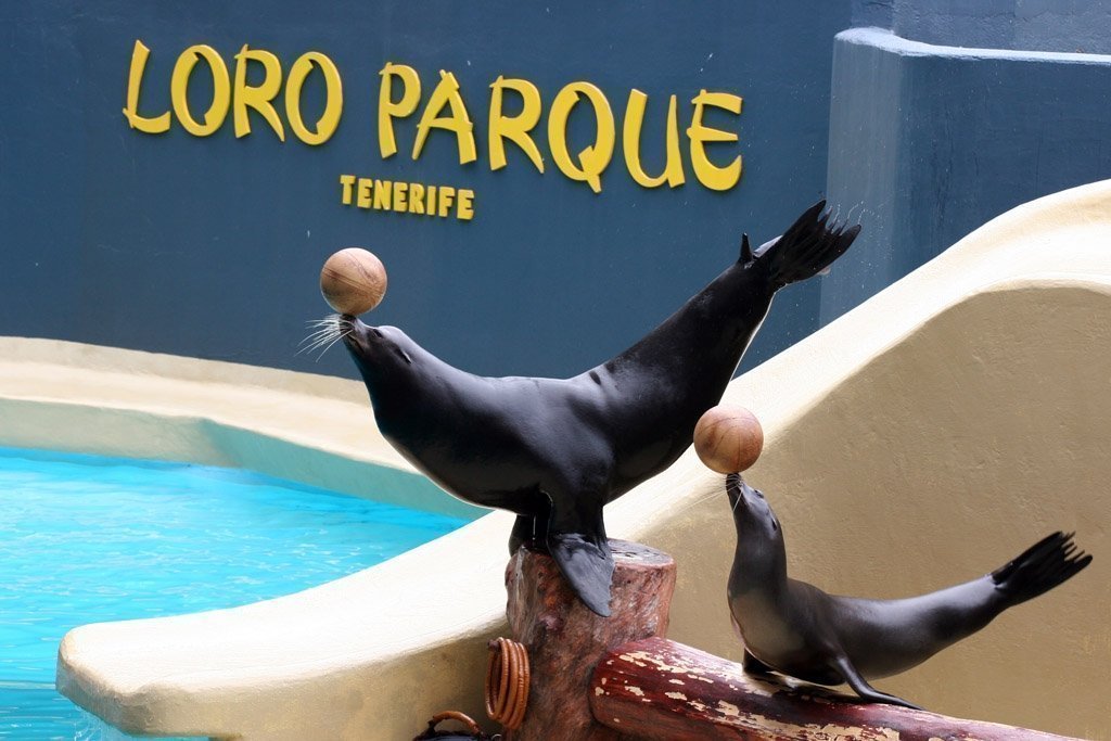 Loro Parque Tenerife - Sea Lion Show