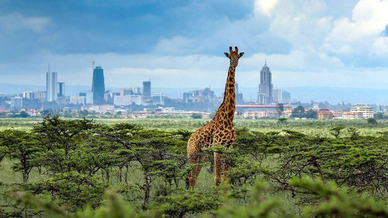 Kenya Safari in Nairobi National Park