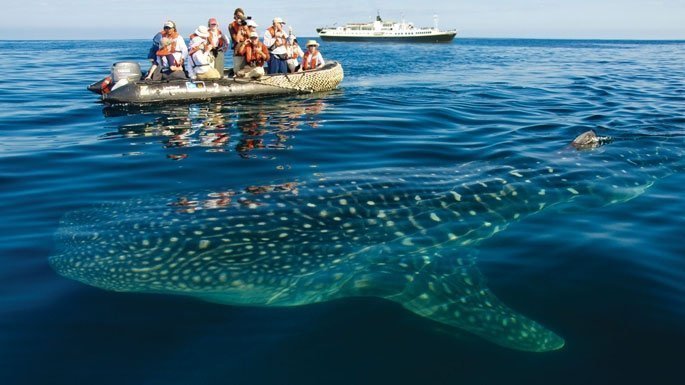 Things to do in Galapagos - wildlife