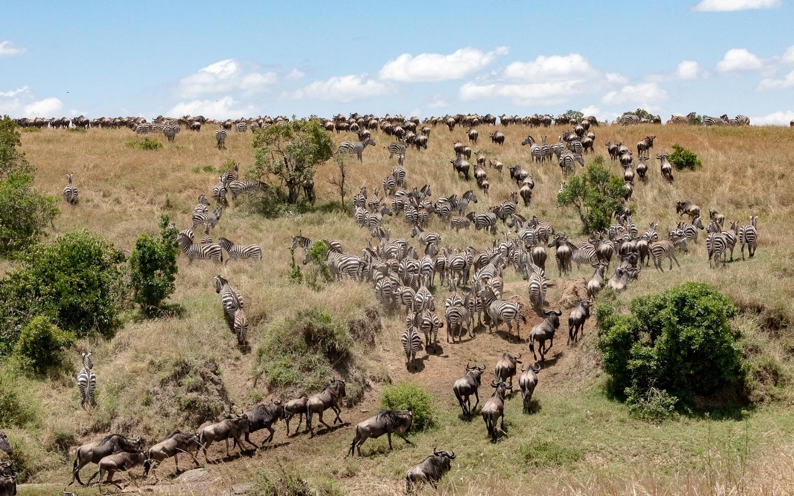 great wildebeest migration-neza safaris
