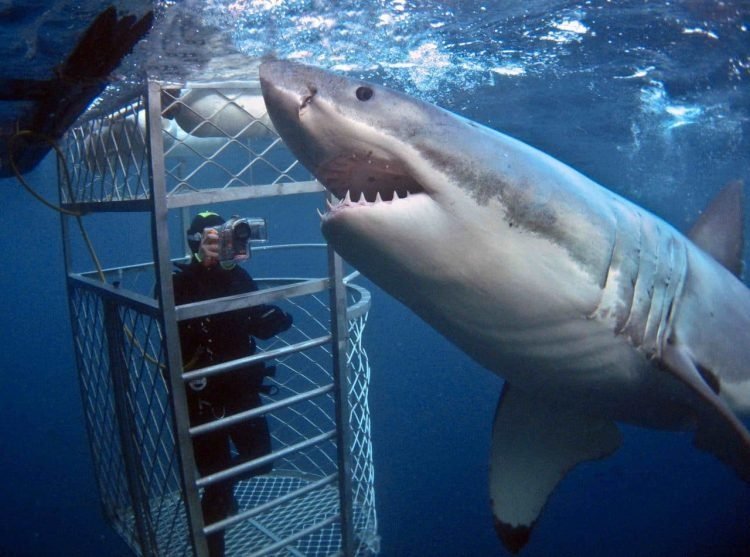 Things to do in Cape Town - Shark cage diving