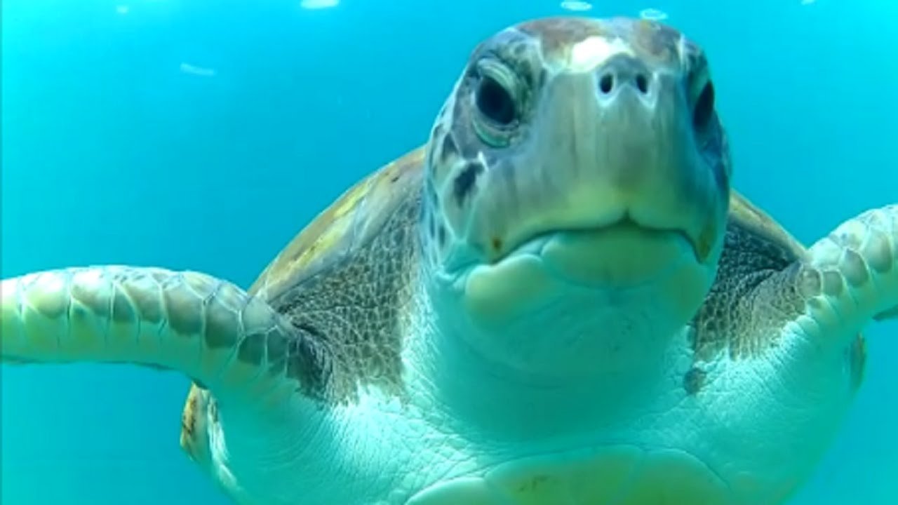 Sea turtles can be spotted on a whale watching Tenerife