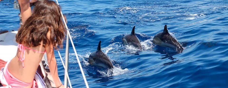 Excursions in Tenerife - whale watching