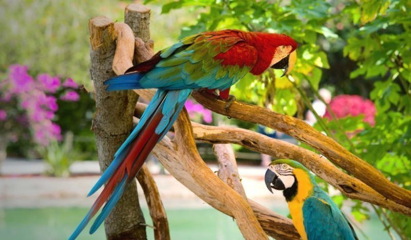 Loro Parque Tenerife - Parrot Show