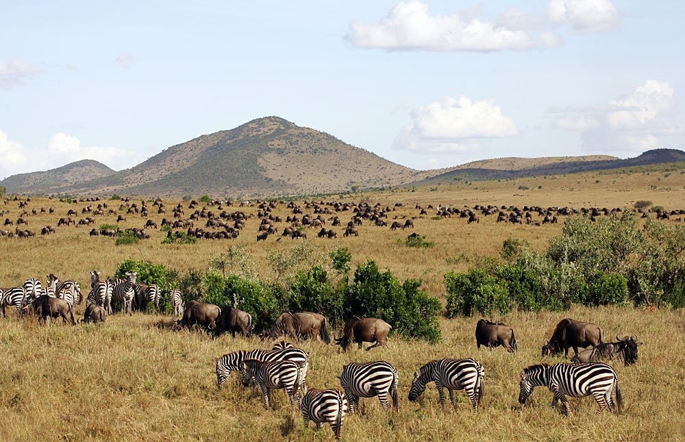 Kenya Safari - Maasai Mara National Reserve