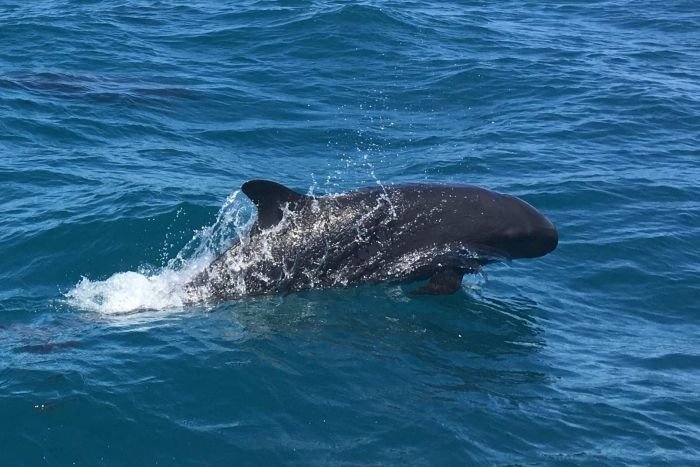 False killer whale Tenerife