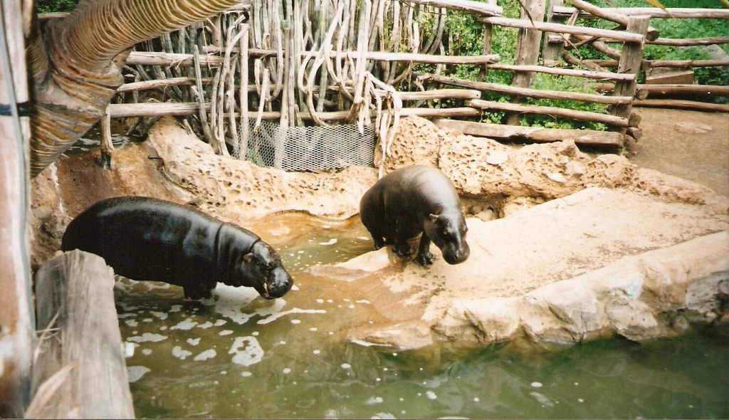 Theme Parks in Tenerife - animals of Jungle Park