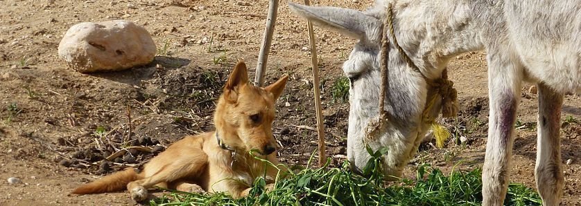 Volunteer at Animal Care in Luxor - one of unusual things to do in Egypt